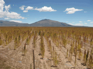 Fields of Quinoa White