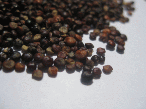 Organic-Black-Quinoa-seeds