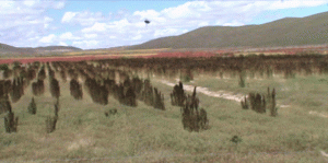 Fields of Black Quinoa