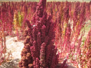 Red Quinoa Plant