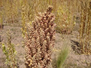 White Quinoa Plant