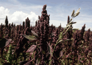 Black Quinoa Plant