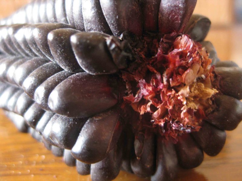 This picture is of the amazing purple corn. It is on the cob. However Api is the flour form of this corn.