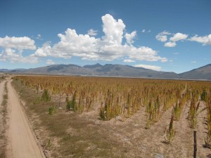 On the road to the Quinoa heart land. Andes Mountains in South America.