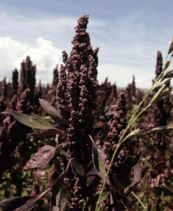 Organic Tri-Colour Mix Quinoa 450g