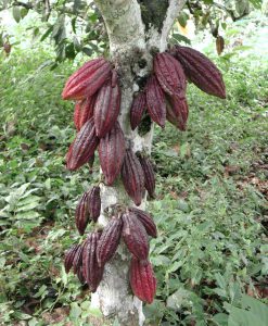 ORGANIC 100% RAW CACAO POWDER SUPERFOOD COCOA FAIR TRADE 10kg