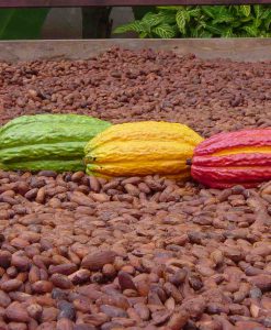 ORGANIC 100% RAW CACAO POWDER SUPERFOOD COCOA FAIR TRADE 5kg
