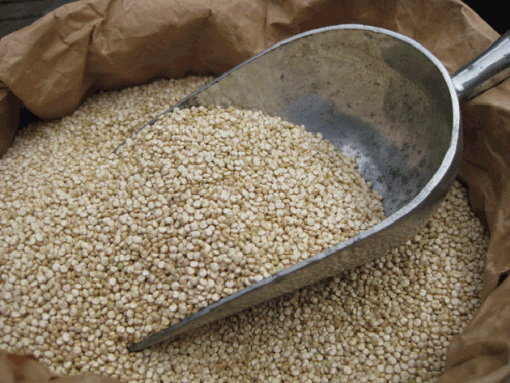 ORGANIC QUINOA WHITE SEED 3 KG BULK FREE FROM GLUTEN & ALLERGENS