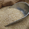 ORGANIC QUINOA WHITE SEED 25 KG BULK FREE FROM GLUTEN & ALLERGENS