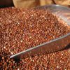 ORGANIC QUINOA RED SEED 25 KG BULK FREE FROM GLUTEN & ALLERGENS