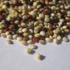 ORGANIC QUINOA TRI-COLOUR SEED 1 KG BULK FREE FROM GLUTEN & ALLERGENS