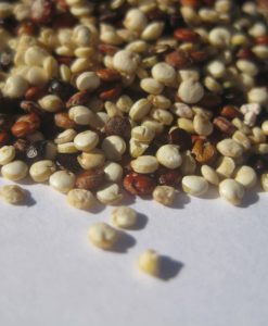 ORGANIC QUINOA TRI-COLOUR SEED 1 KG BULK FREE FROM GLUTEN & ALLERGENS