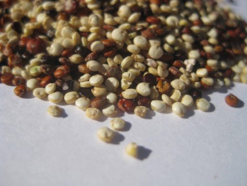 ORGANIC QUINOA TRI-COLOUR SEED 1 KG BULK FREE FROM GLUTEN & ALLERGENS