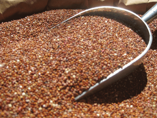 ORGANIC QUINOA RED SEED 3 KG BULK FREE FROM GLUTEN & ALLERGENS