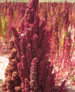 Organic Quinoa White & Tri-Colour Combo Pack 1